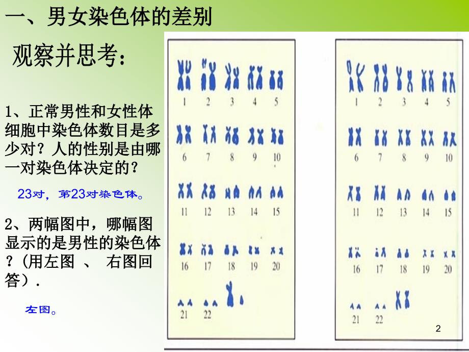 人的性别遗传课件_第2页