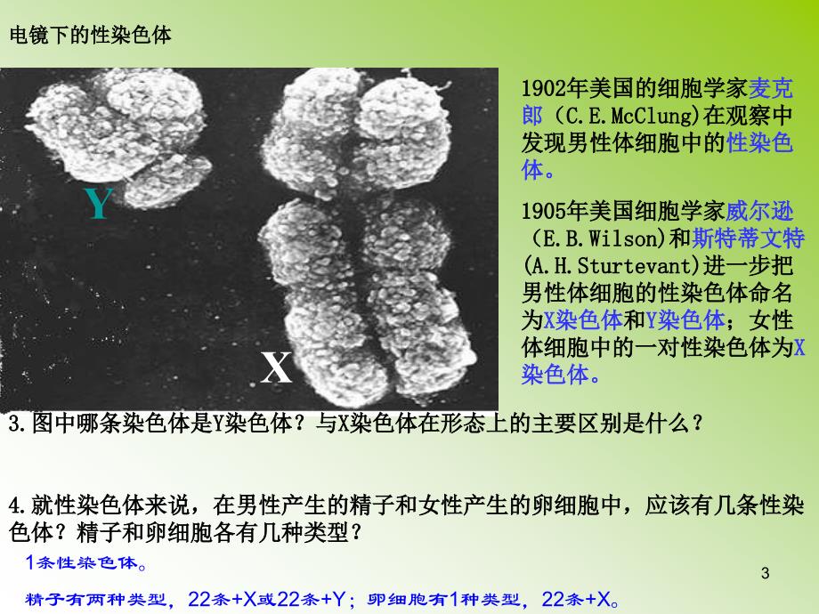 人的性别遗传课件_第3页