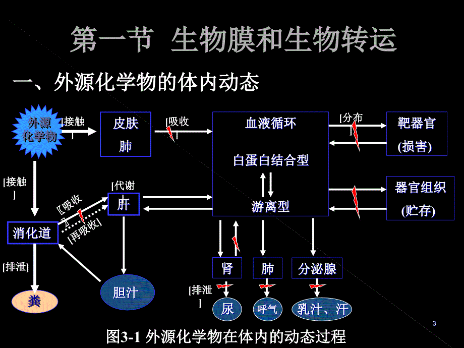 外源化学物的生物转化_第3页