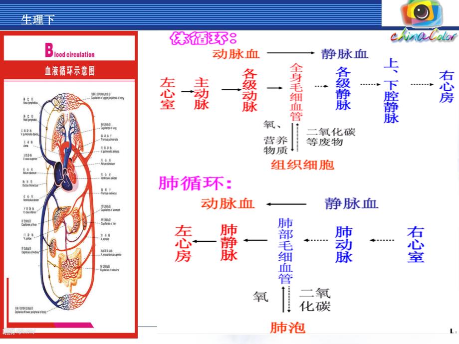 放血排瘀疗法讲义.课件_第3页