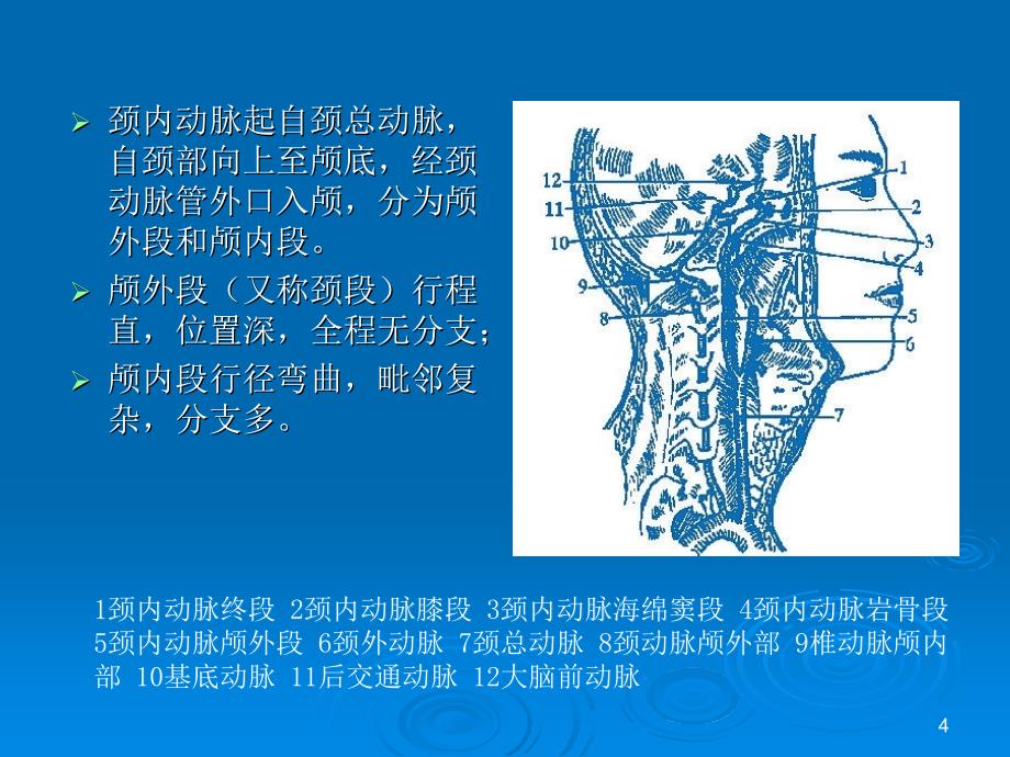 颈内动脉应用解剖_第4页