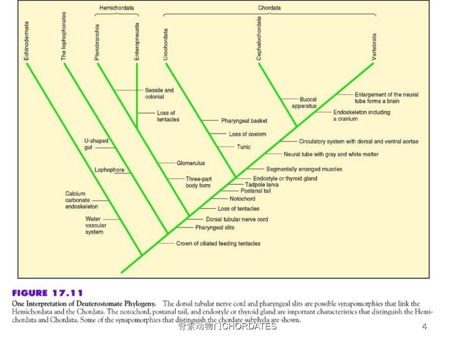 脊索动物门CHORDATES课件_第4页