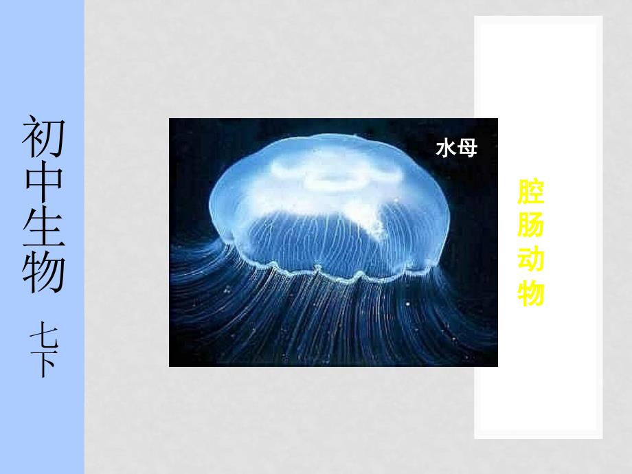 江苏省太仓市第二中学七年级生物下册 10.1 水中的动物课件2 苏科版_第3页