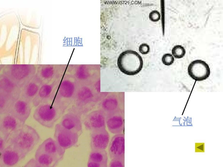 3.1细胞膜—系统的边界课件王云灵_第5页