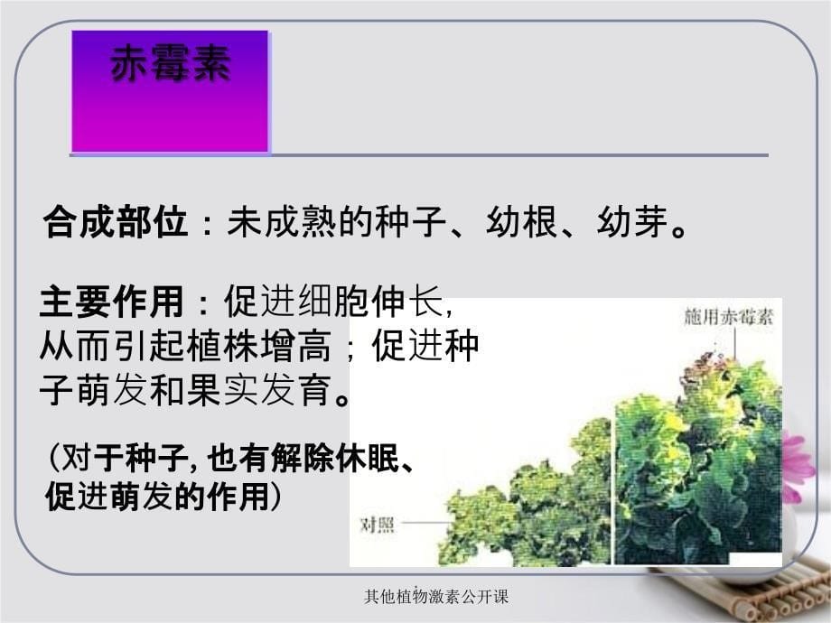 其他植物激素公开课课件_第5页