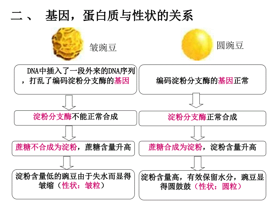 第二节基因对性状的控制_第3页