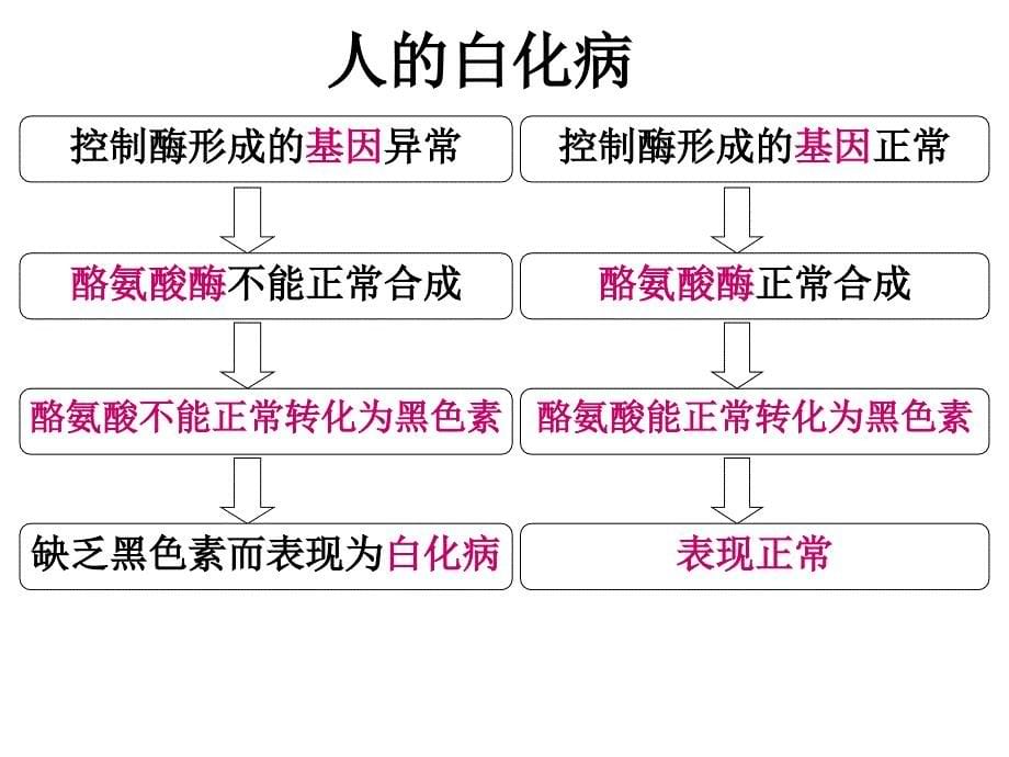 第二节基因对性状的控制_第5页