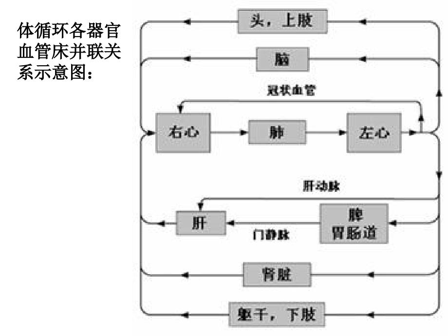 生理学第七版血液循环_第2页