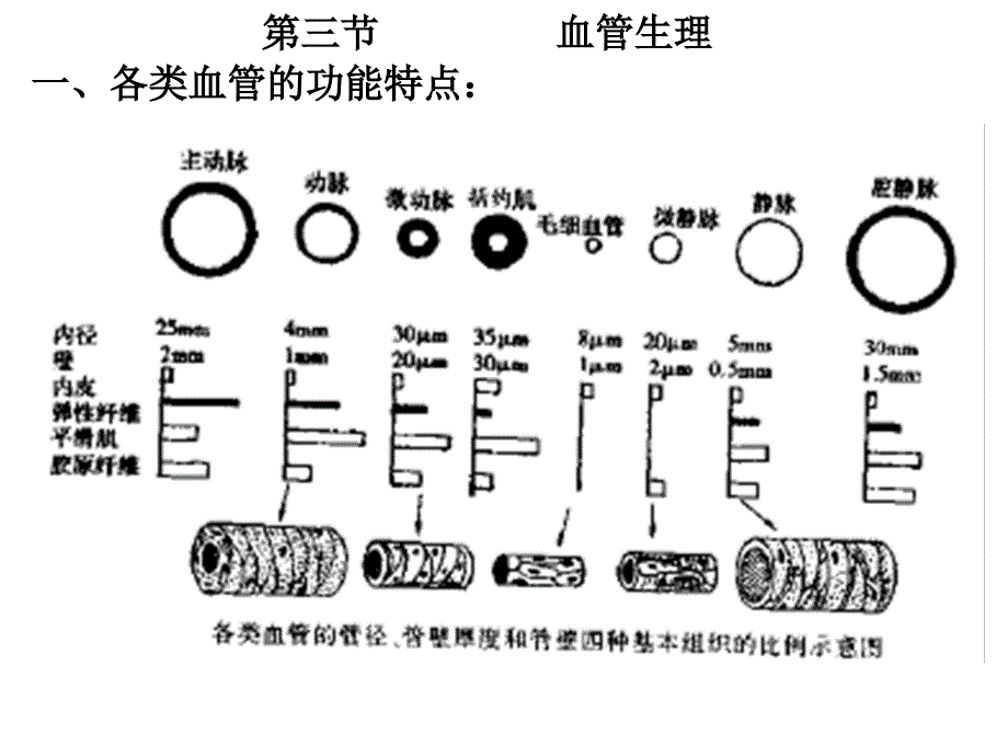 生理学第七版血液循环_第3页