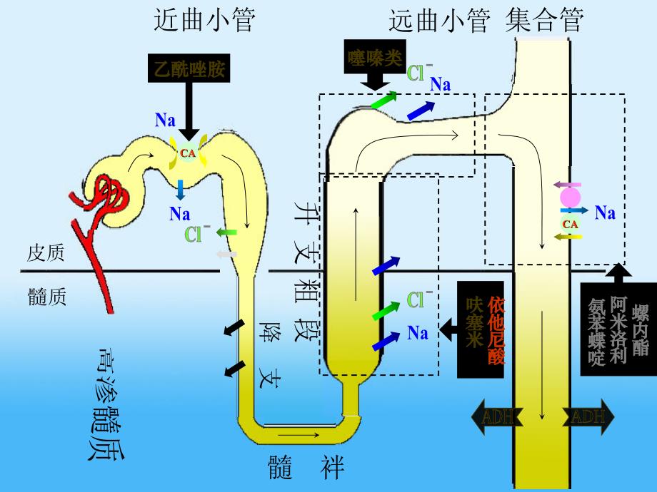 利尿药与脱水药_第4页