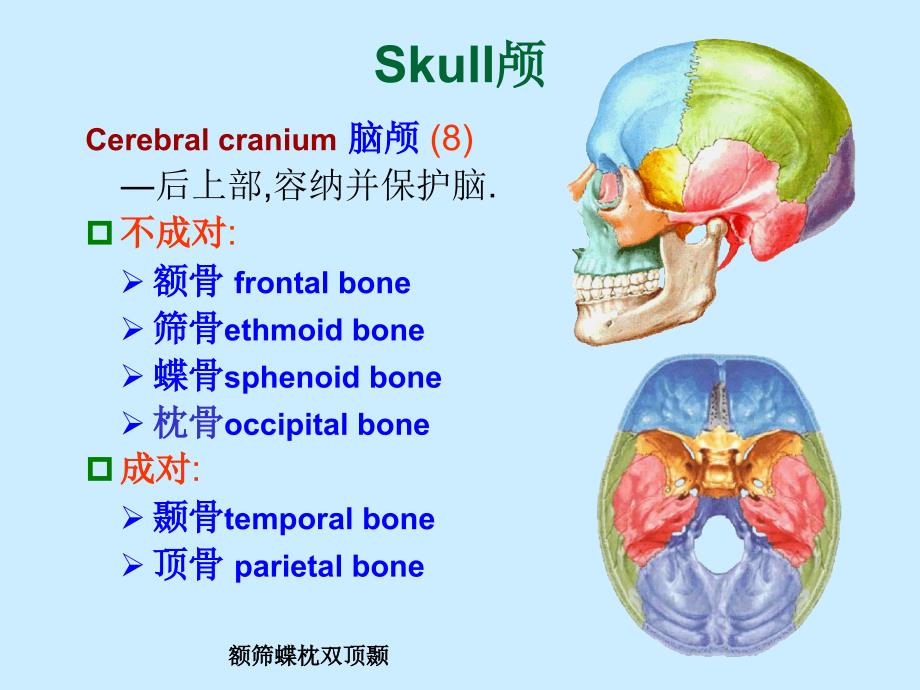 人体解剖学：3-颅骨-五年制_第3页