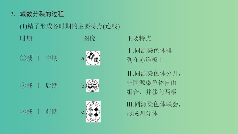 高考生物一轮复习第4单元细胞的生命历程第2讲减数分裂和受精作用课件.ppt_第5页