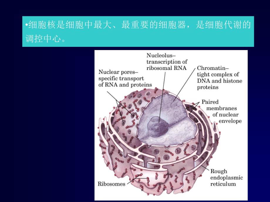 细胞核与染色体课件_第1页