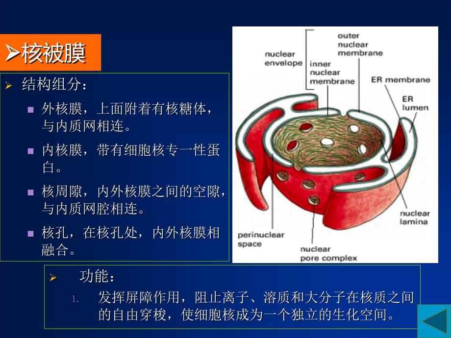 细胞核与染色体课件_第4页