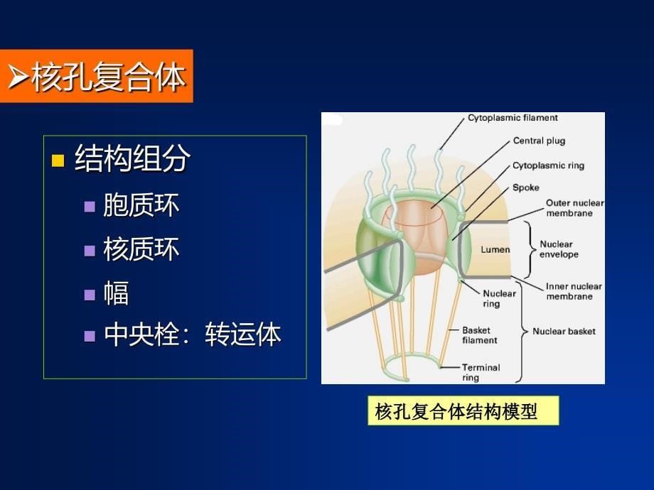 细胞核与染色体课件_第5页