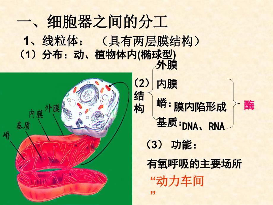 细胞器系统内的分工合作 授课课件_第4页