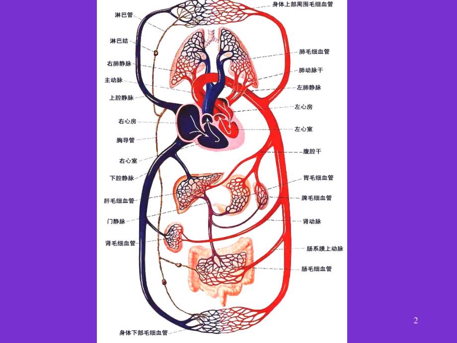 肺循环的基本病变与临床联系PPT参考幻灯片_第2页