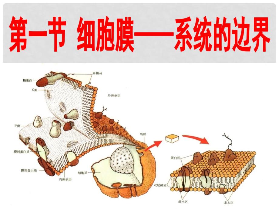 辽宁省沈阳市辽中县第一私立高级中学高中生物 第3章 第1节 细胞膜 系统的边界课件 新人教版必修1_第4页