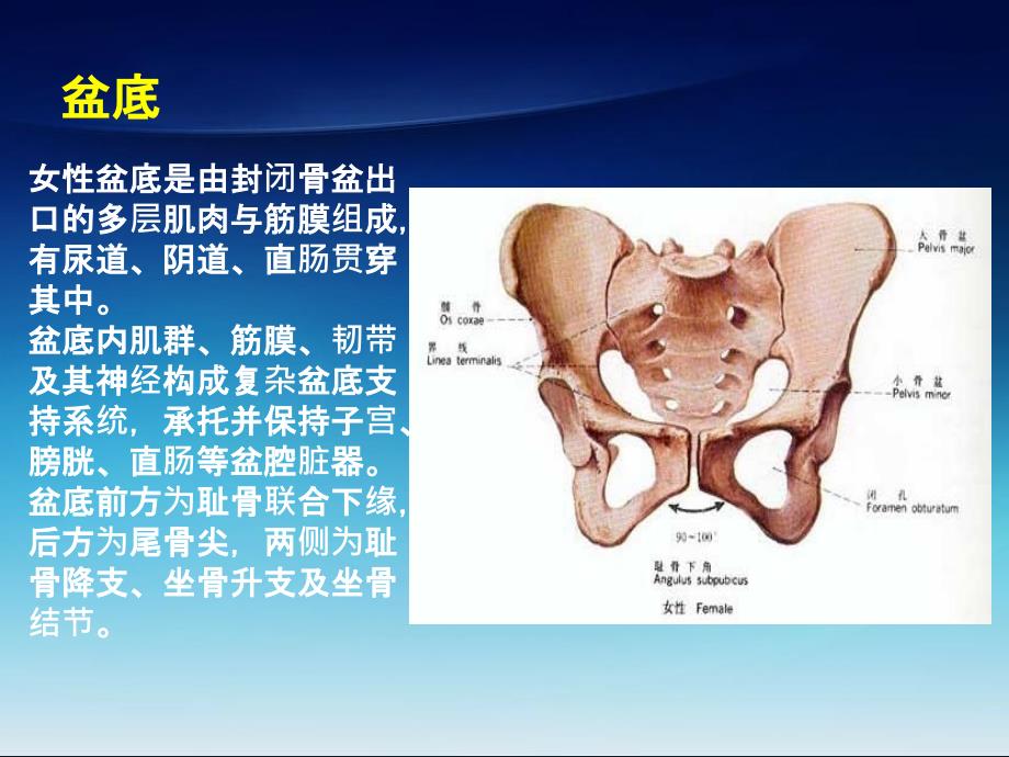 女性盆底解剖基础及SUI诊治_第2页