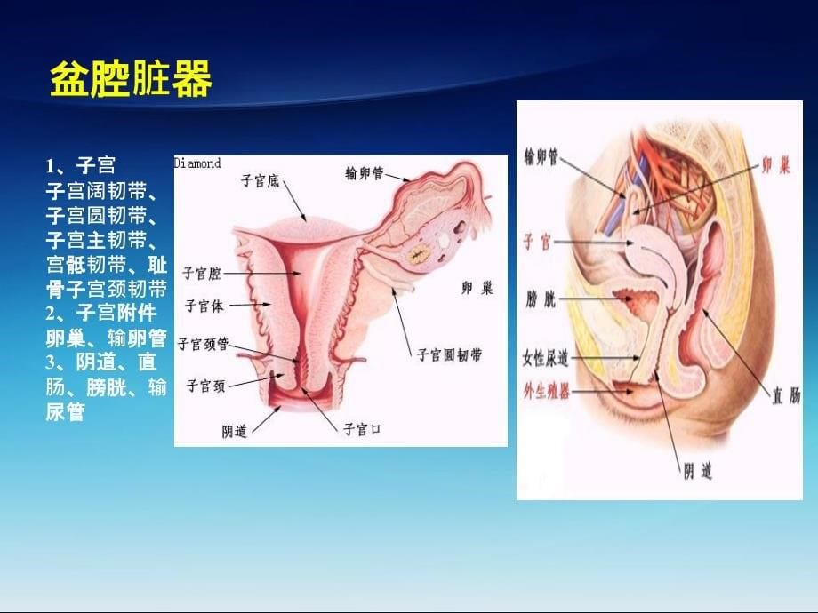 女性盆底解剖基础及SUI诊治_第5页