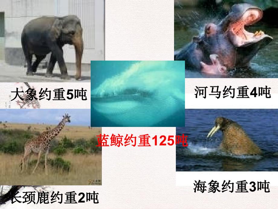 沪教版数学四上从克到吨PPT件之一_第4页