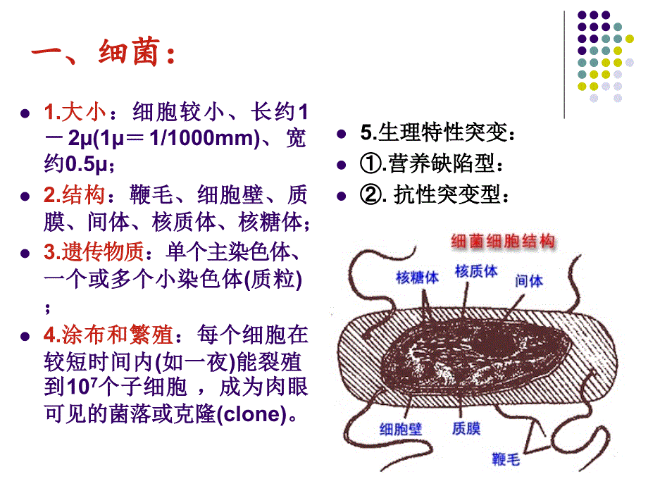 第五章细菌和噬菌体的遗传分析_第2页