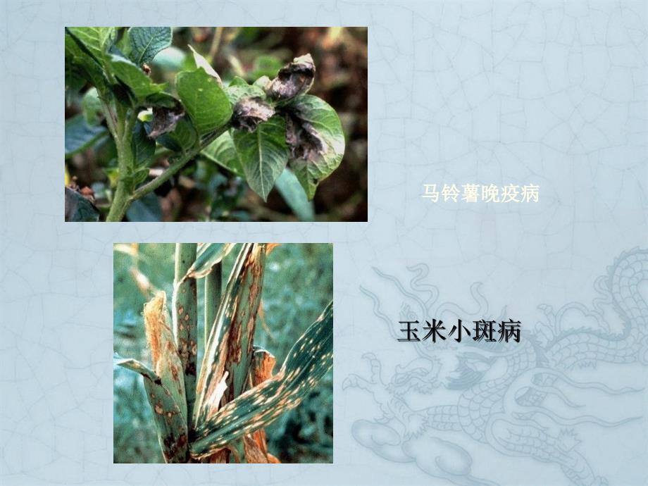 植保知识讲座虫害_第4页