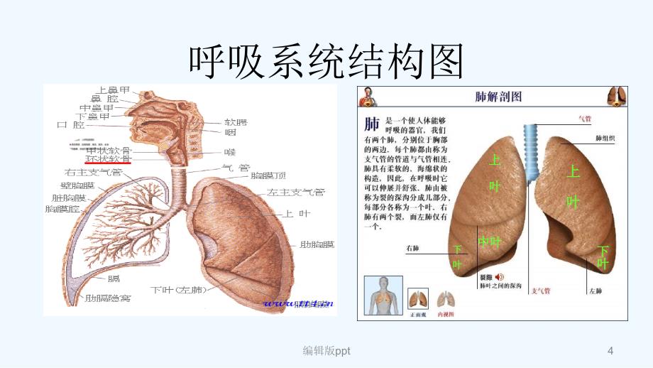 肺炎的护理PPT课件_第4页