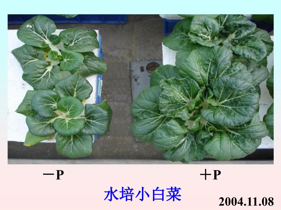 植物的磷素营养与磷肥_第3页