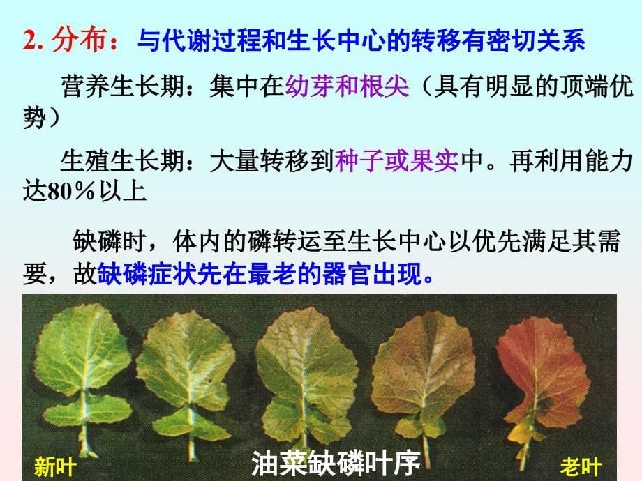 植物的磷素营养与磷肥_第5页