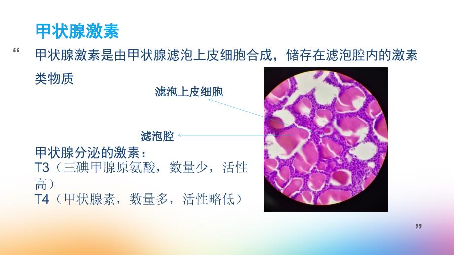 甲状腺激素的合成_第2页