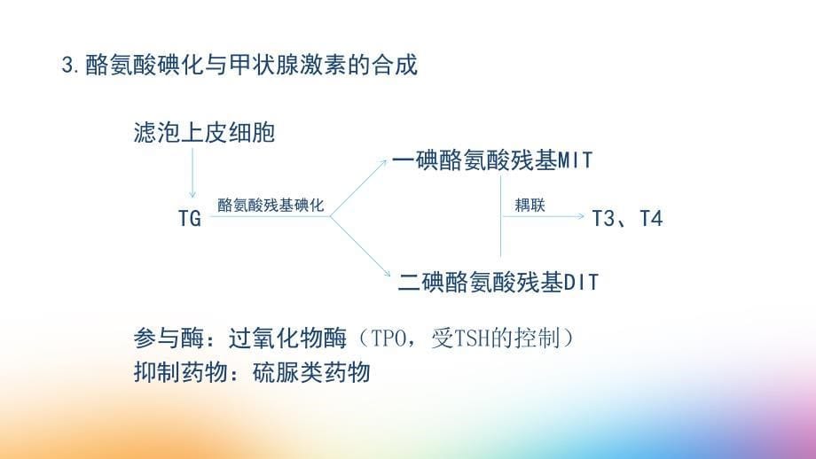 甲状腺激素的合成_第5页