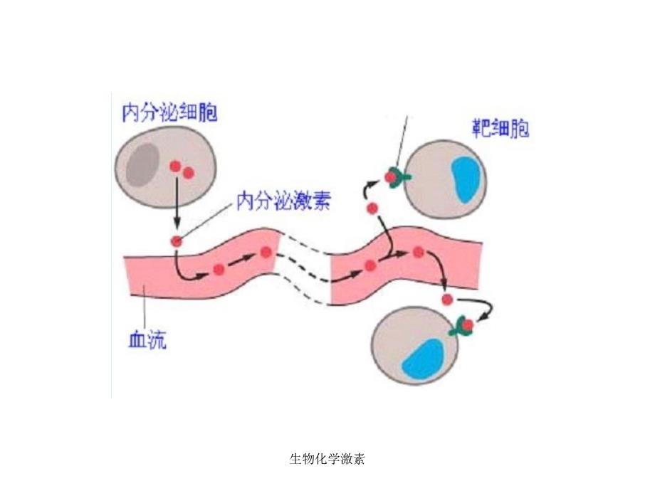 生物化学激素课件_第4页