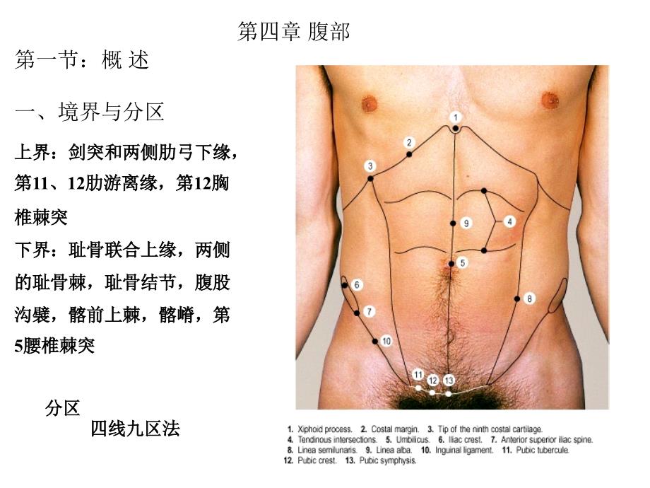 局部解剖学课件：第四章 腹部_第1页