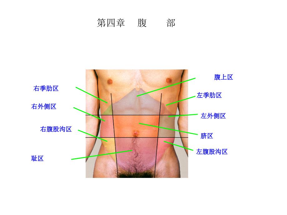 局部解剖学课件：第四章 腹部_第2页