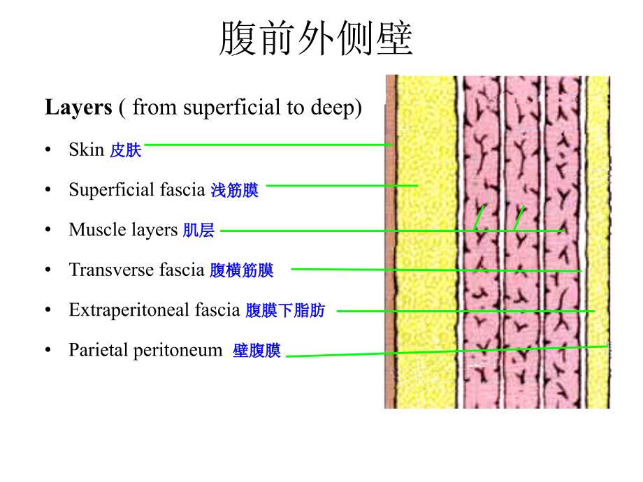 局部解剖学课件：第四章 腹部_第3页