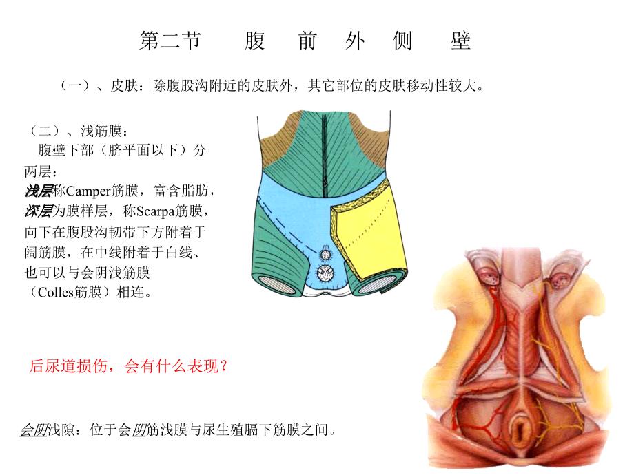 局部解剖学课件：第四章 腹部_第4页