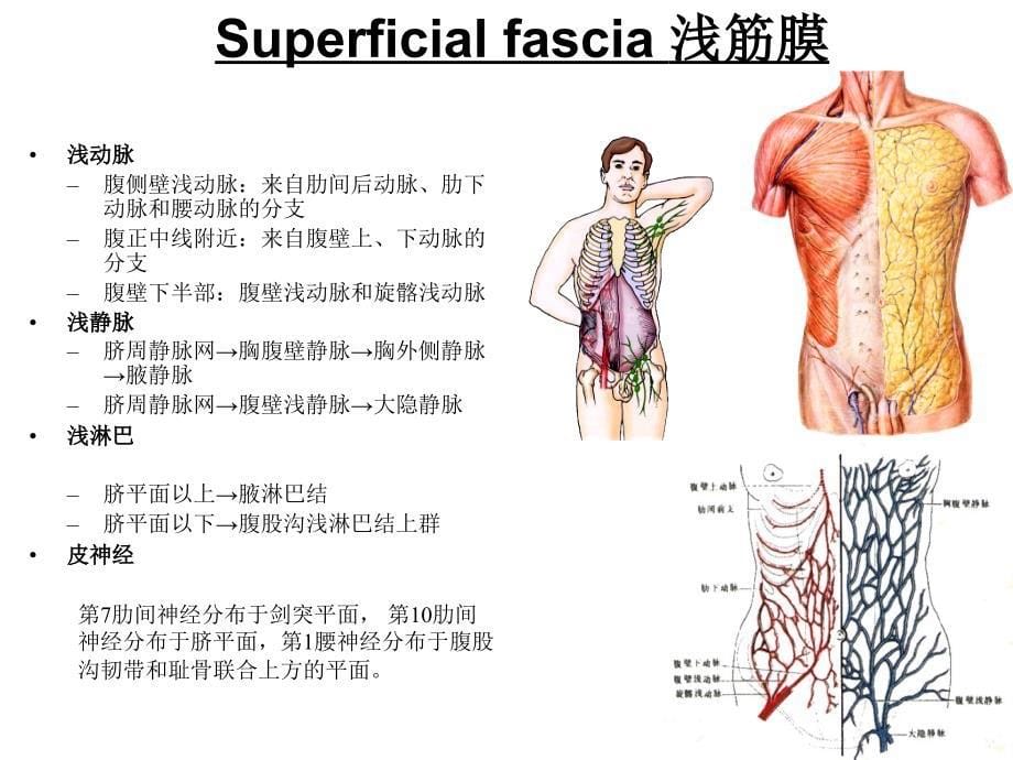 局部解剖学课件：第四章 腹部_第5页