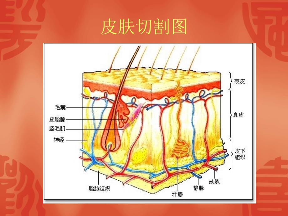 皮肤结构培训PPT课件_第3页