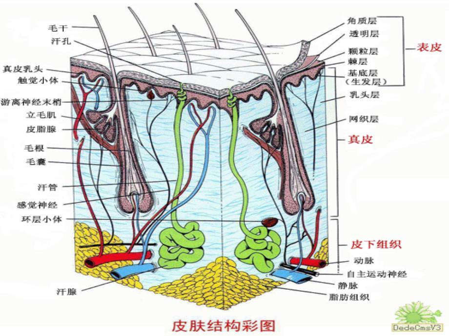 皮肤结构培训PPT课件_第4页