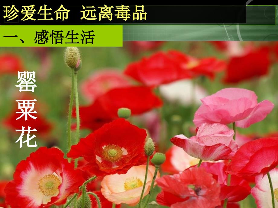 珍爱生命远离毒品.ppt_第4页