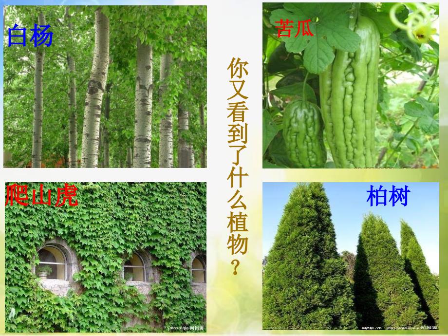 苏教小学科学三上《04校园里的植物》PPT课件(14)_第4页