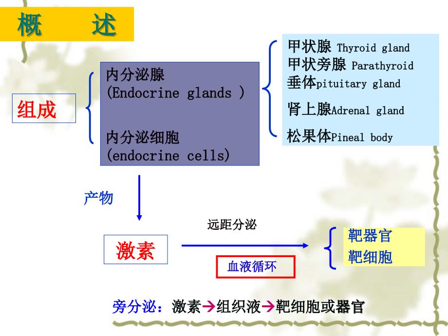 组织学与胚胎学：第13章 内分泌系统_第2页