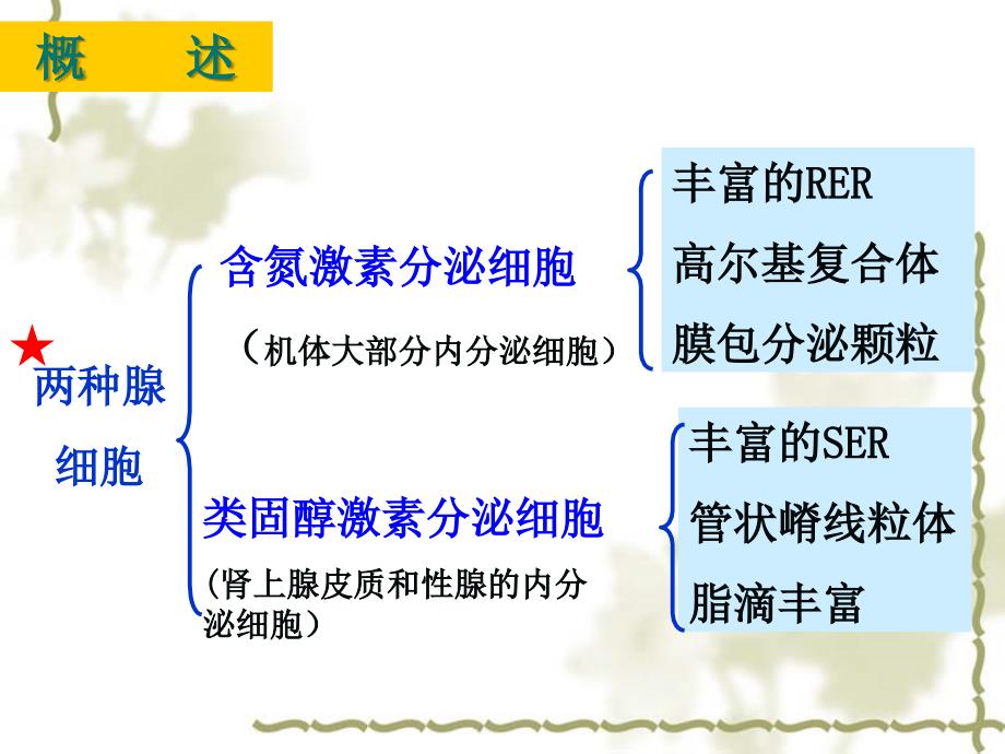 组织学与胚胎学：第13章 内分泌系统_第3页