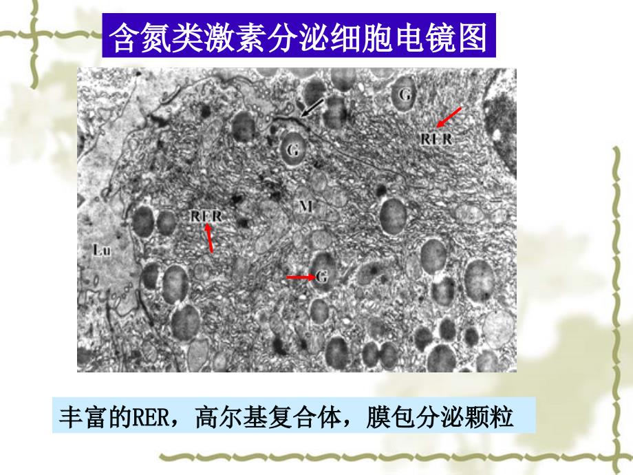 组织学与胚胎学：第13章 内分泌系统_第4页