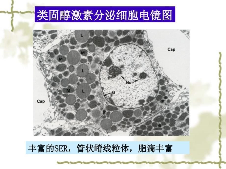 组织学与胚胎学：第13章 内分泌系统_第5页