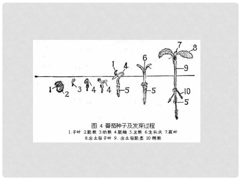 五年级科学上册 第1课 小苗的诞生课件2 冀教版_第4页