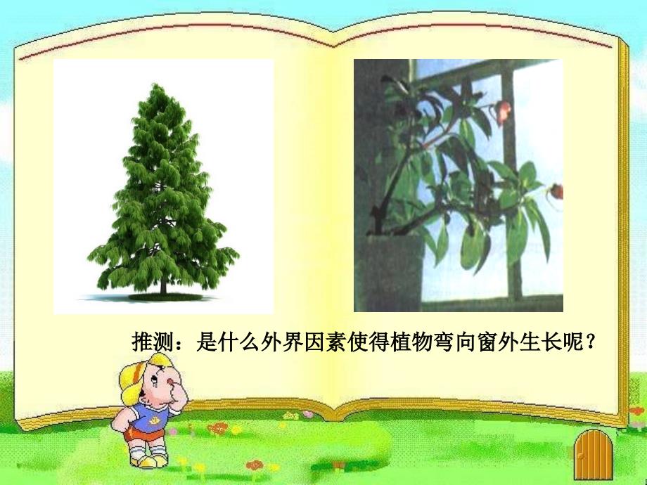 人教版教学课件第一节植物生长素的发现_第1页