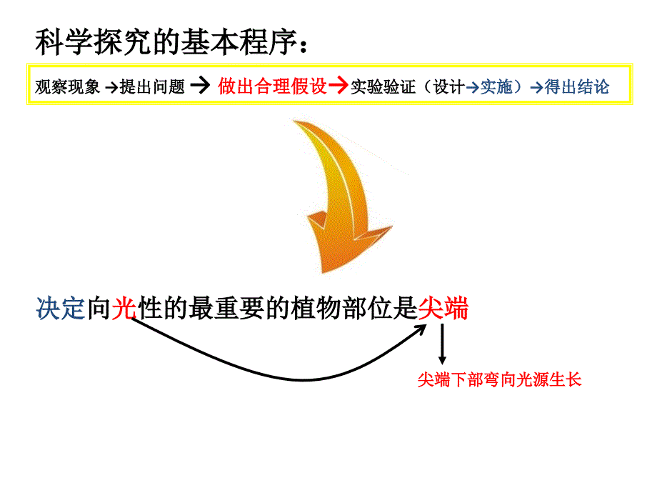 人教版教学课件第一节植物生长素的发现_第4页