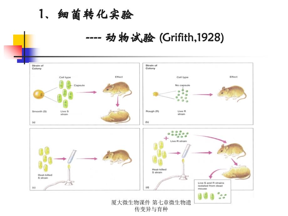 厦大微生物课件第七章微生物遗传变异与育种_第4页